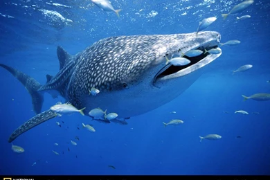 Free Whale Wallpapers   Animals Town