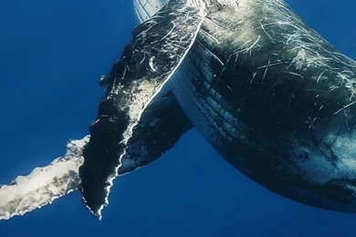 Samsung Galaxy S3 Whale Wallpapers HD, Desktop Backgrounds ...