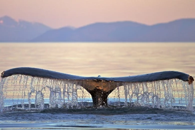 6 Humpback Whale HD Wallpapers