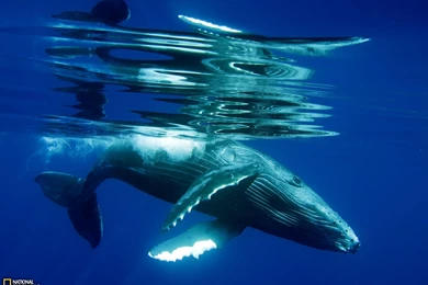 Humpback Whale Wallpapers   198029