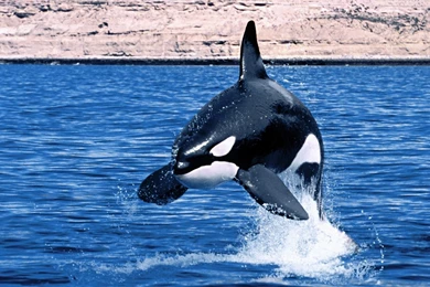 Whale Wallpapers HD For PC Free Download 41927 Full HD Wallpapers ...