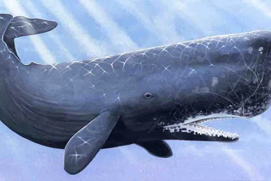 Free Sperm Whale Wallpapers Download   Animals Town