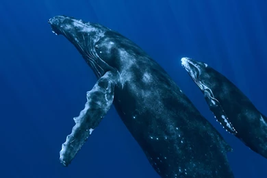 Blue Whale HD Wallpapers