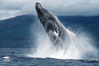 Whale Wallpapers   33521