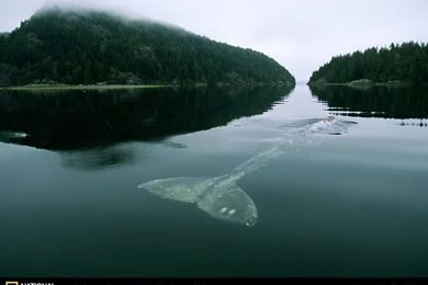 Whale Picture, Whale Desktop Wallpaper, Free Wallpapers, Download ...