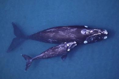 Whale Wallpapers And Backgrounds   Animals Town