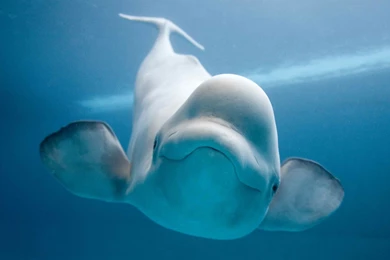 Beluga Whale Wallpapers