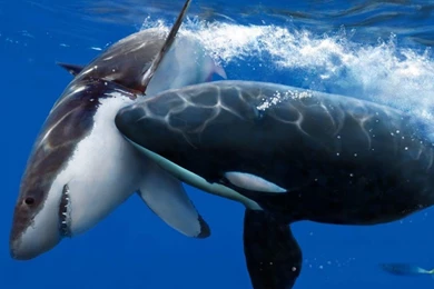 Killer Whale HD Wallpapers