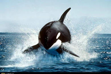 591_1024x768 wallpaper cb1267710791.jpg