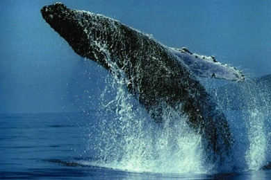 Whale Wallpapers. Images And Animals Whale Pictures (731)