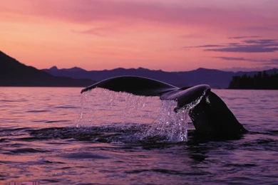 Mat Denan: Get Wallpapers Code   Get Whale