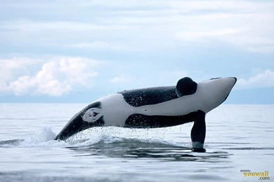 YouWall   White Whale Wallpapers   Wallpaper,wallpapers,free ...