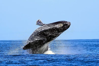 Humpback Whale Wallpapers