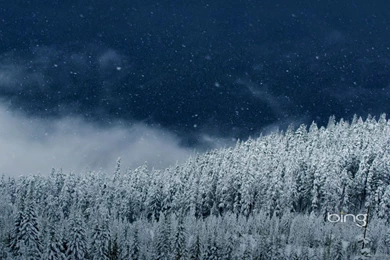 Download 1920x1080 Bing Starry Night In Forest Wallpapers