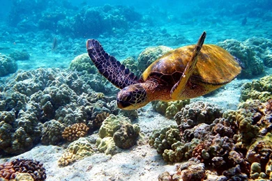 Hawaiian Desktop Wallpapers Turtle In Hawaii Underwater Photos Of ...