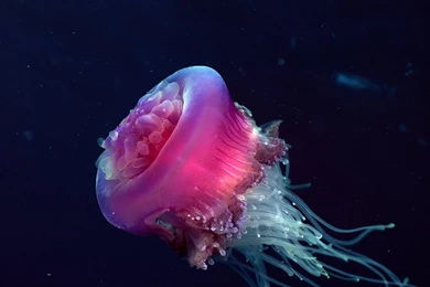 Underwater Wallpapers For Desktop Wallpapers   3001