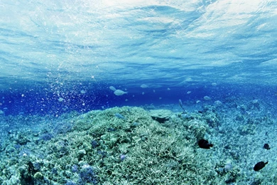 Underwater Desktop Backgrounds