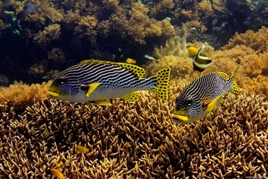 Underwater Sea Animals Fish Ocean Free Desktop >> HD Wallpapers ...