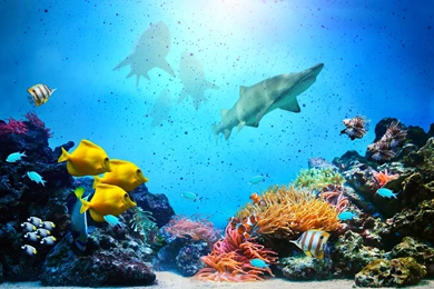 Coral Reefs Underwater Fishes Ocean Tropical Sharks Reef Coral ...