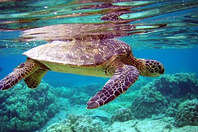 Underwater Wallpapers Desktop 223 Best