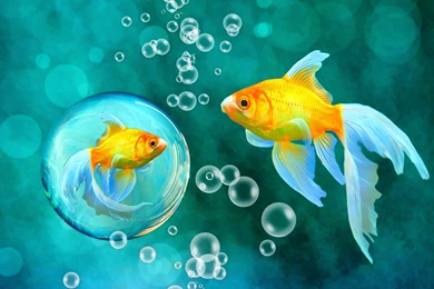 Bubbles Goldfish Blue Bokeh Sea Fish Fishes Underwater Water Gold ...
