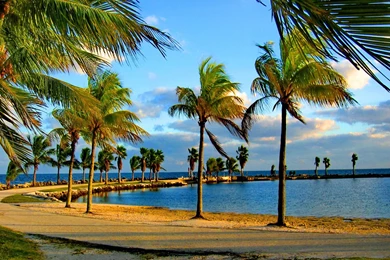 Palm Trees On The Coast Of Miami Wallpapers And Images ...