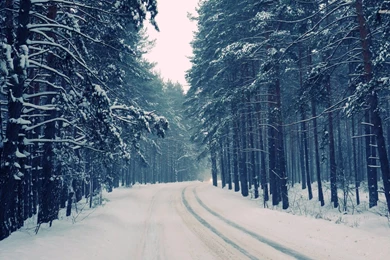Snowy Road Through The Forest Wallpapers   Nature Wallpapers