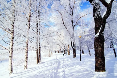 YouWall   Snowy Park Wallpapers   Wallpaper,wallpapers,free ...