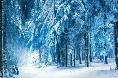 Snowy Forest Wallpapers