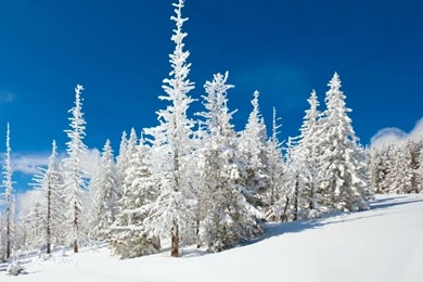Beautiful Snowy Forest HD Desktop Wallpapers : High Definition ...