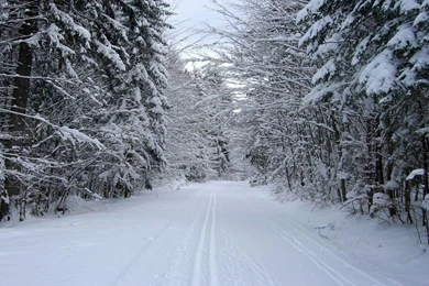 Snowy Forest & Road Wallpapers