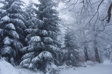 Snowy Pine Trees Wallpapers   Nature Wallpapers