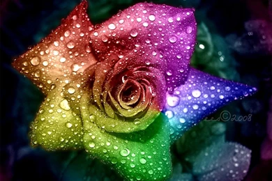 Colorful Rose Wallpapers HD   HD Wallpaper Backgrounds Of Your Choice