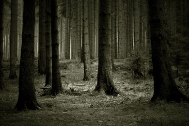 2560x1600 Forest, Dark, Trees Wallpapers And Pictures 61969