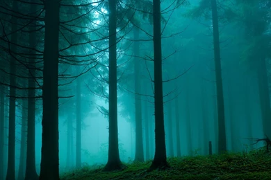 2560x1600 Wood Wallpapers HD, Desktop Backgrounds 2560x1600 ...