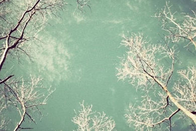 Download Wallpapers 640x960 Trees, Naked, Kroner, Light, From Below ...