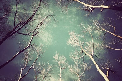 Download Wallpapers 1920x1080 Trees, Naked, Kroner, Light, From ...