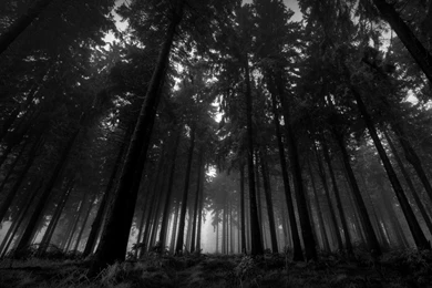 Nature Trees Wood Fog Silence Below Gloomy Wallpapers