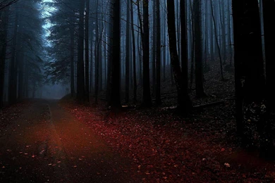 Dark Wood, Shrouded In Darkness Fabulous On Gloomy Wallpapers ...