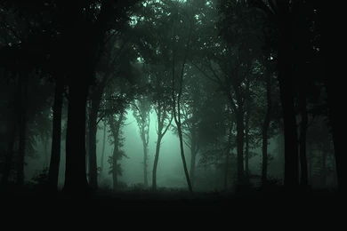 Dark Forest Wallpapers Free