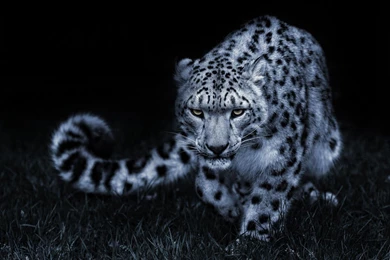 Snow Leopard Desktop Wallpaper, Snow Leopard Backgrounds, New ...