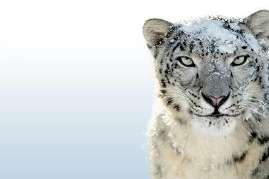 White Leopards HD Wallpapers