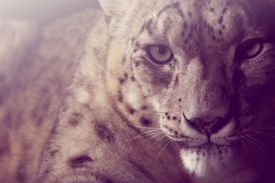 262 Snow Leopard HD Wallpapers