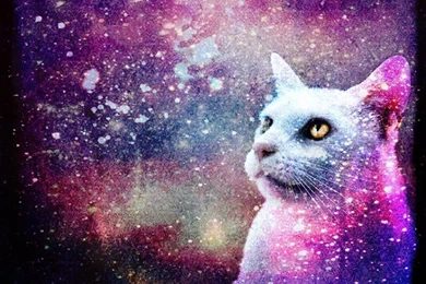 Galaxy Cat HD Wallpapers