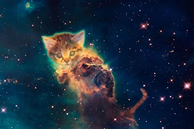 Galaxy Cat HD Wallpapers