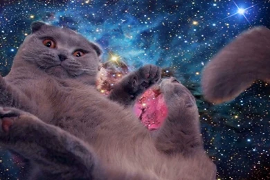 Space Cat Wallpapers...The Invasion Has Begun!! Kneel!!! Album ...