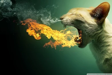 Flaming Cat HD Desktop Wallpapers : Widescreen : High Definition ...