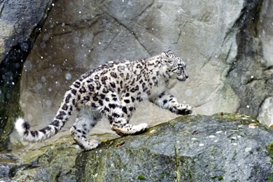 262 Snow Leopard HD Wallpapers