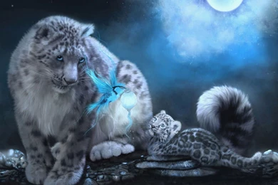 Snow Leopard Wallpapers   650299