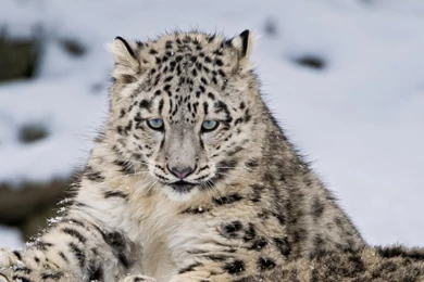 Dual Wide Snow Leopard Wallpapers HD, Desktop Backgrounds ...